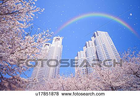 Cherry blossoms and skyscraper View Large Photo Image Stock Photo - Cherry blossoms and skyscraper. Fotosearch