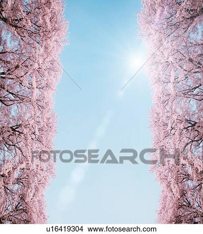 Picture - Cherry blossoms and sun. Fotosearch
