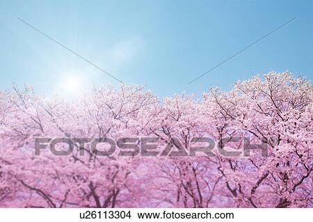 Picture - Cherry blossoms and sun. Fotosearch