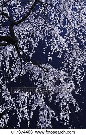 Cherry blossoms at night View Large Photo Image Stock Image - Cherry blossoms at night. Fotosearch
