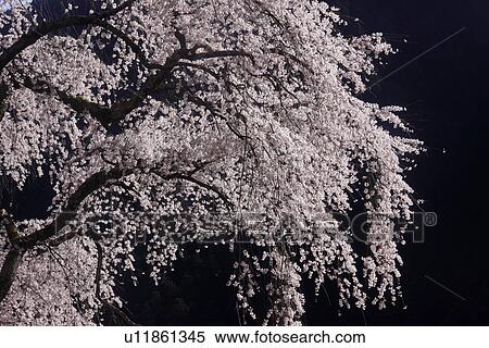 Stock Photography - Cherry blossoms at night. Fotosearch