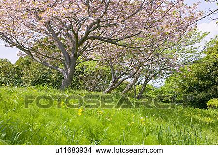 Cherry blossoms at Ohsaki park View Large Photo Image Picture - Cherry blossoms at Ohsaki park. Fotosearch