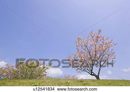 Cherry blossoms at Ohsaki park View Large Photo Image Picture - Cherry blossoms at Ohsaki park. Fotosearch