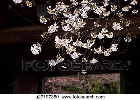 Stock Image - Cherry blossoms, Chiyoda Ward. Fotosearch