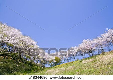 Stock Photograph - Cherry blossoms on a hill. Fotosearch