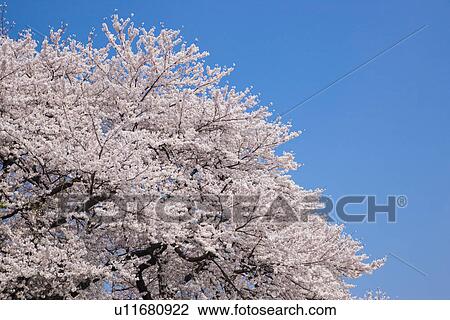 Stock Image - Cherry blossoms. Fotosearch