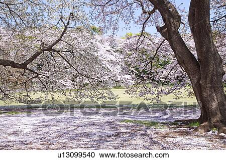Stock Image - Cherry blossoms. Fotosearch