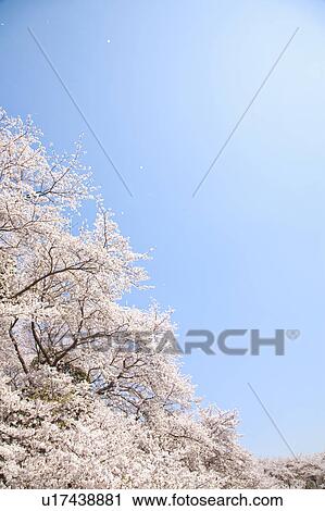 Stock Image - Cherry blossoms. Fotosearch