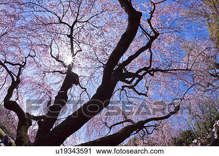 Cherry blossoms View Large Photo Image Stock Image - Cherry blossoms. Fotosearch