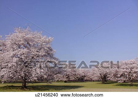 Stock Image - Cherry blossoms. Fotosearch