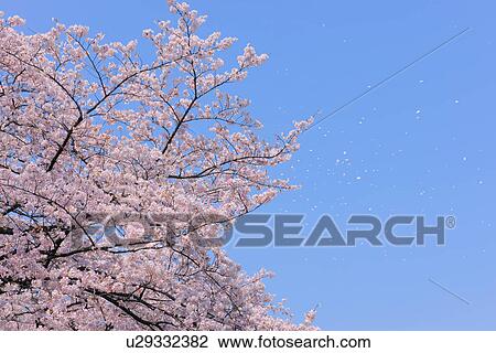 Stock Image - Cherry blossoms. Fotosearch