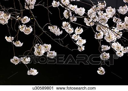 Stock Image - Cherry blossoms. Fotosearch