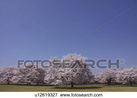Cherry blossoms View Large Photo Image Stock Photo - Cherry blossoms. Fotosearch