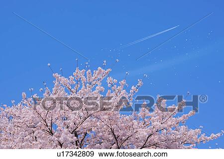 Stock Photo - Cherry blossoms. Fotosearch