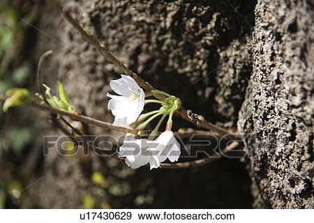 Stock Photo - Cherry blossoms. Fotosearch