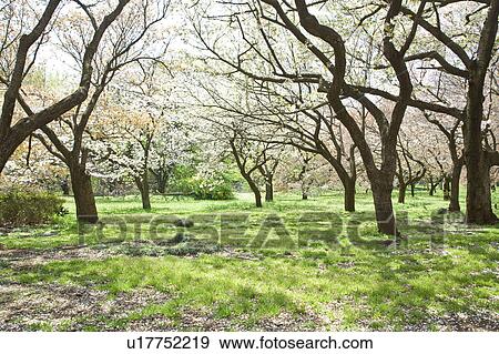 Stock Photo - Cherry blossoms. Fotosearch