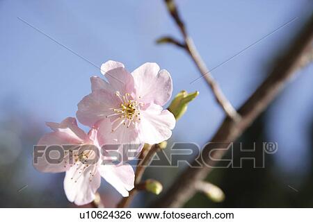 Cherry blossoms View Large Photo Image Stock Photograph - Cherry blossoms. Fotosearch
