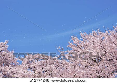 Stock Photograph - Cherry blossoms. Fotosearch