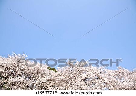 Stock Photograph - Cherry blossoms. Fotosearch