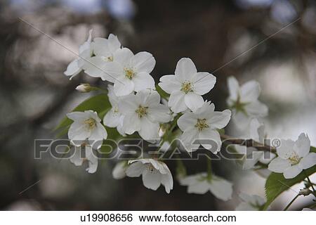 Cherry blossoms View Large Photo Image Stock Photograph - Cherry blossoms. Fotosearch