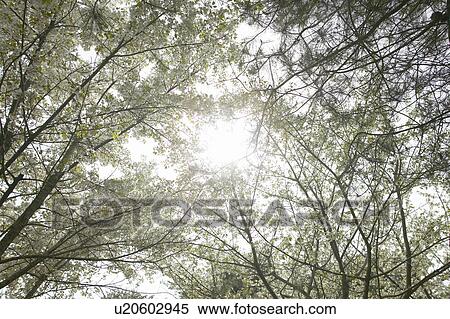 Stock Photography - Cherry blossoms. Fotosearch