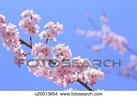 Cherry flowers on branch, close up, blue background, differential focus View Large Photo Image Picture - Cherry flowers on branch, close up, blue background, differential focus. Fotosearch