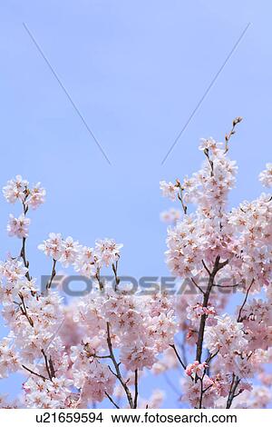 Picture - Cherry flowers on branch, close up, blue background. Fotosearch
