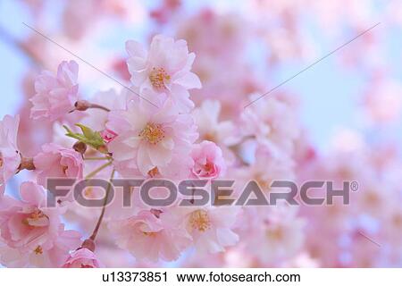 Stock Image - Cherry flowers on branch, close up. Fotosearch