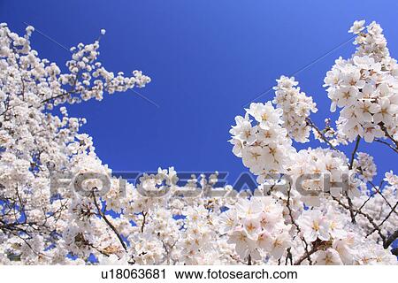 Stock Image - Cherry flowers on branch, close up, blue background. Fotosearch