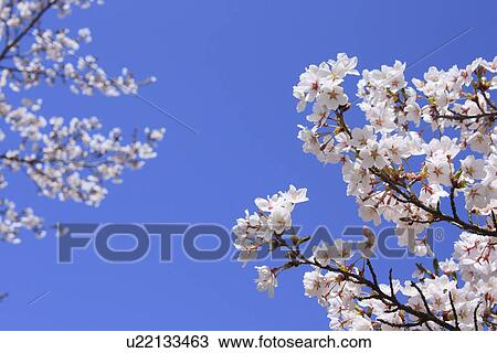 Cherry flowers on branch, close up, blue background View Large Photo Image Stock Image - Cherry flowers on branch, close up, blue background. Fotosearch