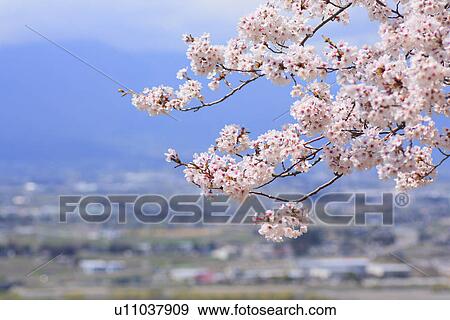 Stock Photo - Cherry flowers on branch, close up, differential focus. Fotosearch