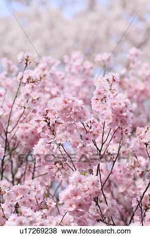 Stock Photo - Cherry flowers on branch, close up. Fotosearch