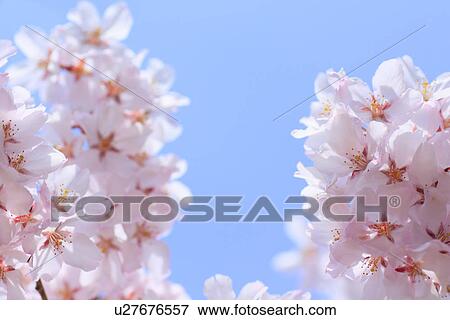 Cherry flowers on branch, close up, blue background View Large Photo Image Stock Photo - Cherry flowers on branch, close up, blue background. Fotosearch