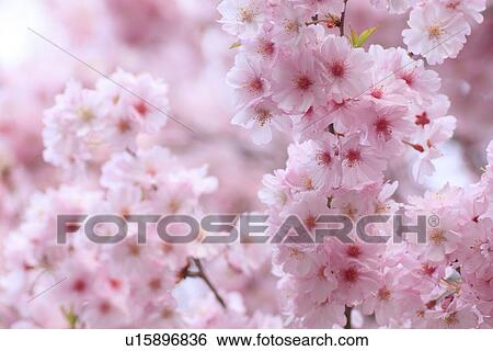 Cherry flowers on branch, close up View Large Photo Image Stock Photograph - Cherry flowers on branch, close up. Fotosearch