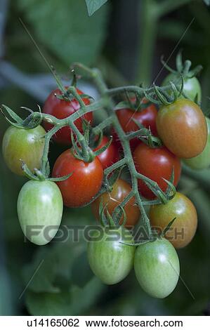 Stock Image - Cherry tomatoes on branch, close up. Fotosearch