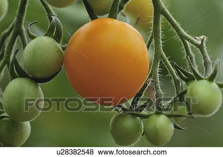 Cherry tomatoes on vine View Large Photo Image Stock Photo - Cherry tomatoes on vine. Fotosearch