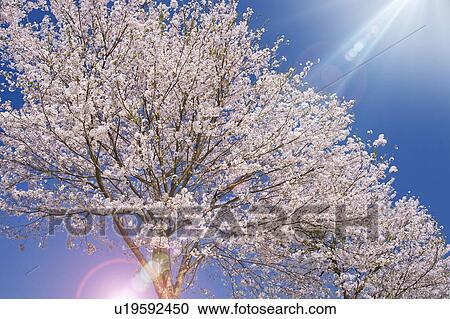 Cherry tree and sunbeam View Large Photo Image Stock Image - Cherry tree and sunbeam. Fotosearch