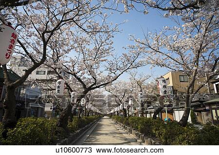 Stock Image - Cherry treelined footpath. Fotosearch