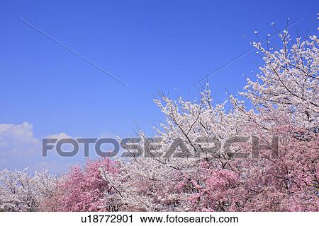 Stock Image - Cherry trees under sky, blue background. Fotosearch