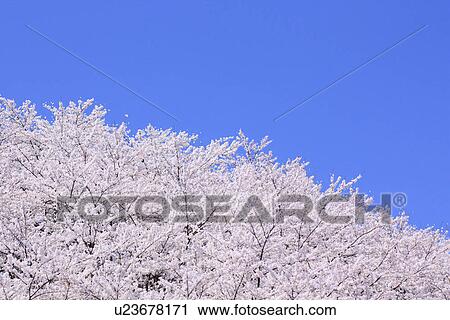 Stock Image - Cherry trees under sky, blue background. Fotosearch