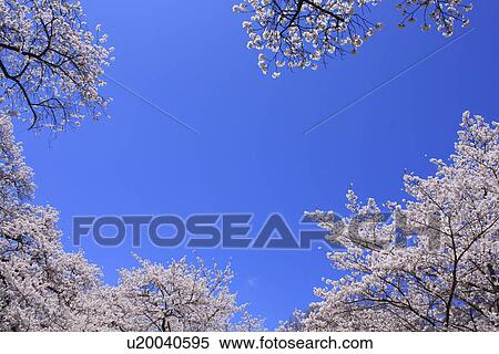 Cherry trees under sky, blue background View Large Photo Image Stock Photography - Cherry trees under sky, blue background. Fotosearch