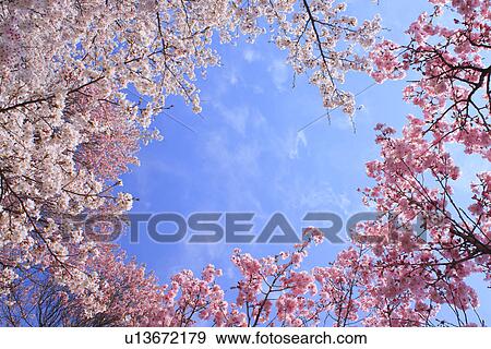 Cherry trees under sky View Large Photo Image Stock Photo - Cherry trees under sky. Fotosearch