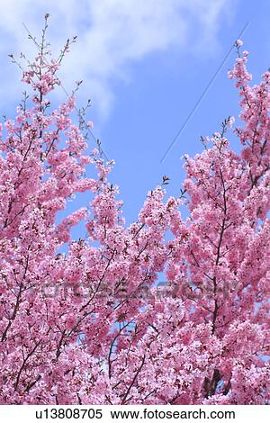 Cherry trees under sky View Large Photo Image Stock Photography - Cherry trees under sky. Fotosearch
