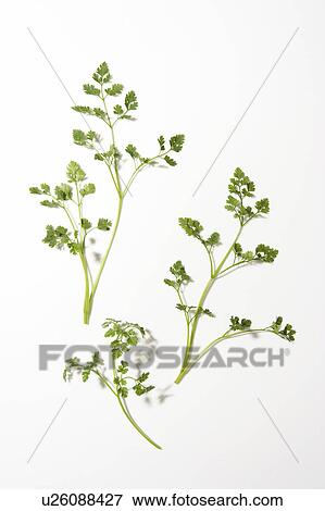 Chervil View Large Photo Image Stock Photo - Chervil. Fotosearch