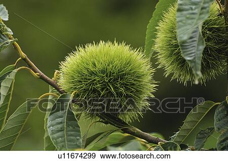 Stock Photo - Chestnuts on tree. Fotosearch
