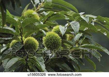Stock Photograph - Chestnuts on tree. Fotosearch