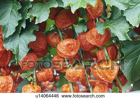 Stock Photograph - Chinese Lantern Lilies. Fotosearch