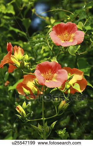 Stock Photo - Chinese Trumpet Vine. Fotosearch