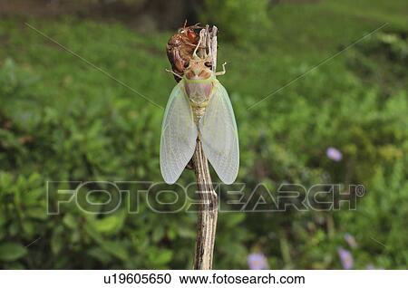 Stock Image - Cicada undergoing metamorphosis. Fotosearch