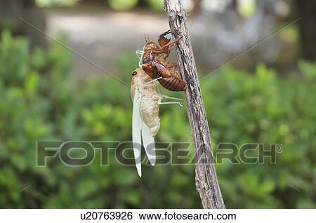 Stock Photograph - Cicada undergoing metamorphosis. Fotosearch
